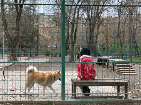 097 Stray dogs run around freely, while pet dogs are kept in the dog park.